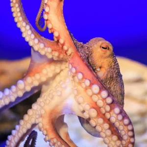 SEA LIFE Timmendorfer Strand Admission Ticket Picture6