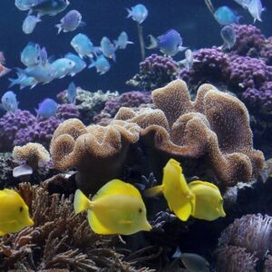 SEA LIFE Timmendorfer Strand Admission Ticket Picture8