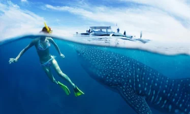 Cebu: Oslob Whale Sharks, Tumalog Falls & Sardine Snorkelling
