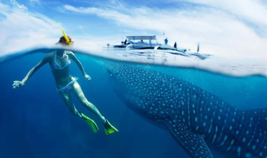 Cebu: Oslob Whale Sharks, Tumalog Falls & Sardine Snorkelling