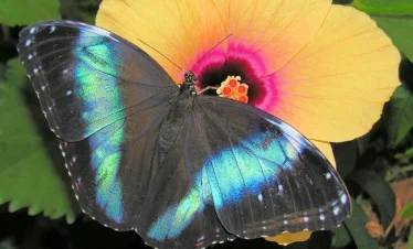 Schmetterlinghaus – Imperial Butterfly House Vienna Admission Ticket