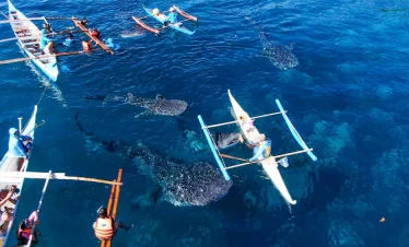 From Cebu City: Scuba Diving with Whale Sharks Trip in Oslob