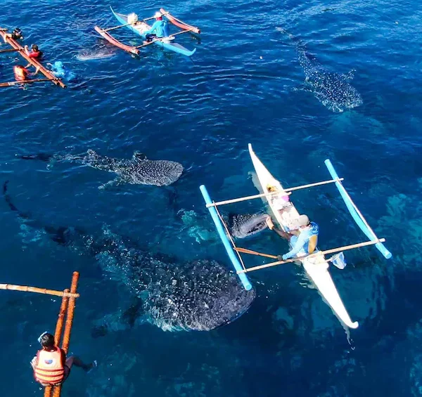 From Cebu City Scuba Diving with Whale Sharks Trip in Oslob pic1