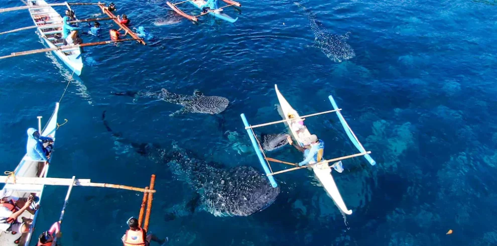 From Cebu City Scuba Diving with Whale Sharks Trip in Oslob pic1